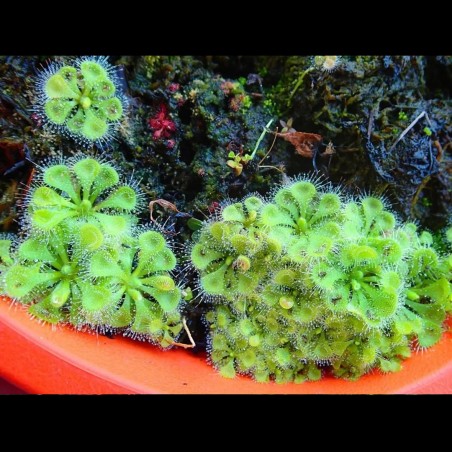 drosera burmanni muda planta carnivora