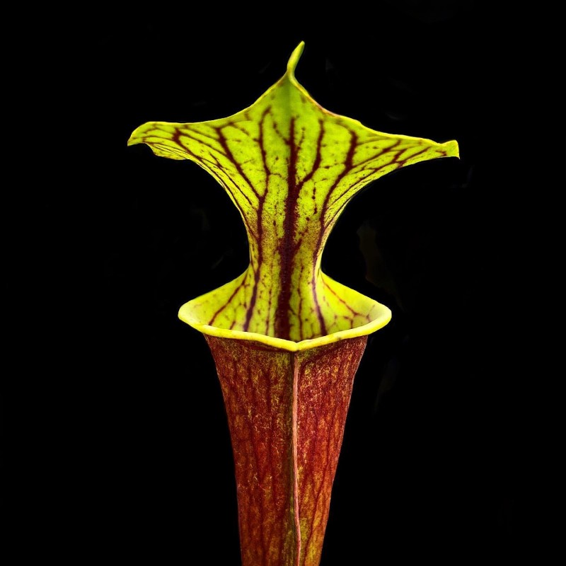 venda de planta carnívora sarracenia
