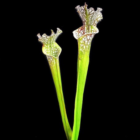 mudas de planta carnivora sarracenia em sp