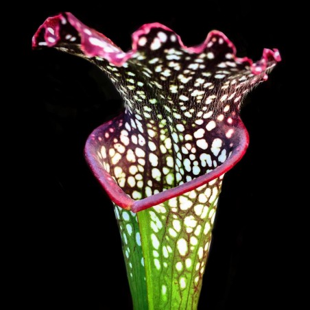 Planta carnívora em são paulo