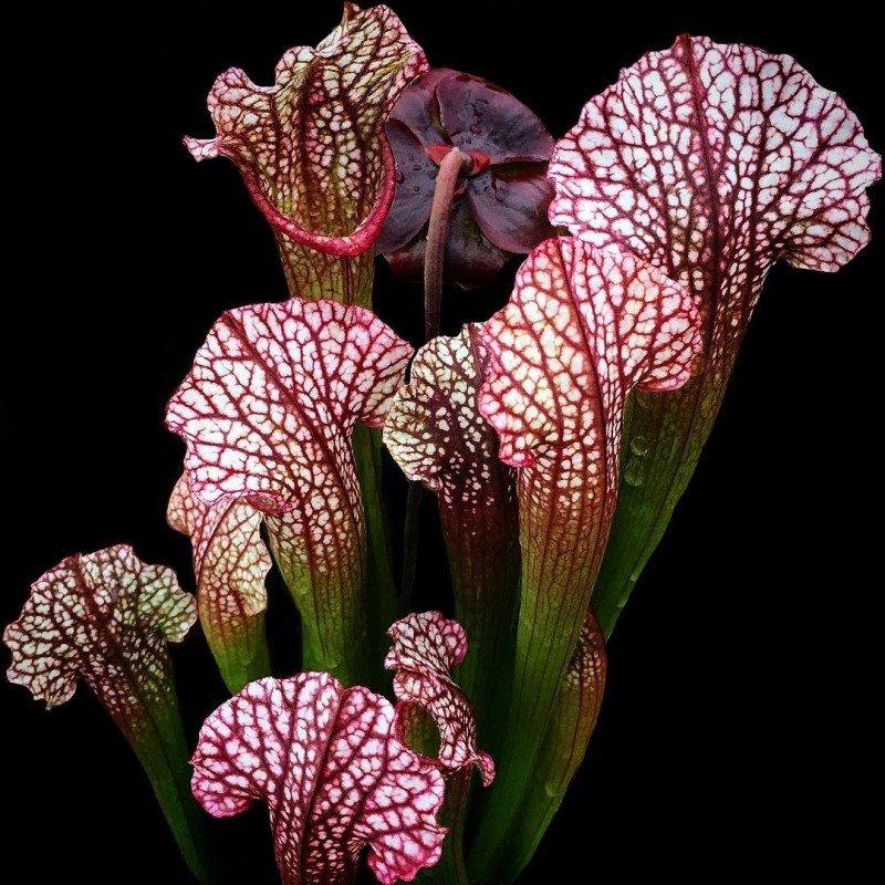 Planta Carnívora em minas gerais