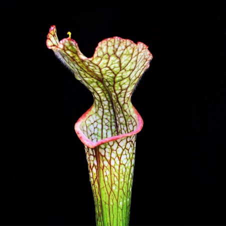 Planta Carnívora Rio de Janeiro