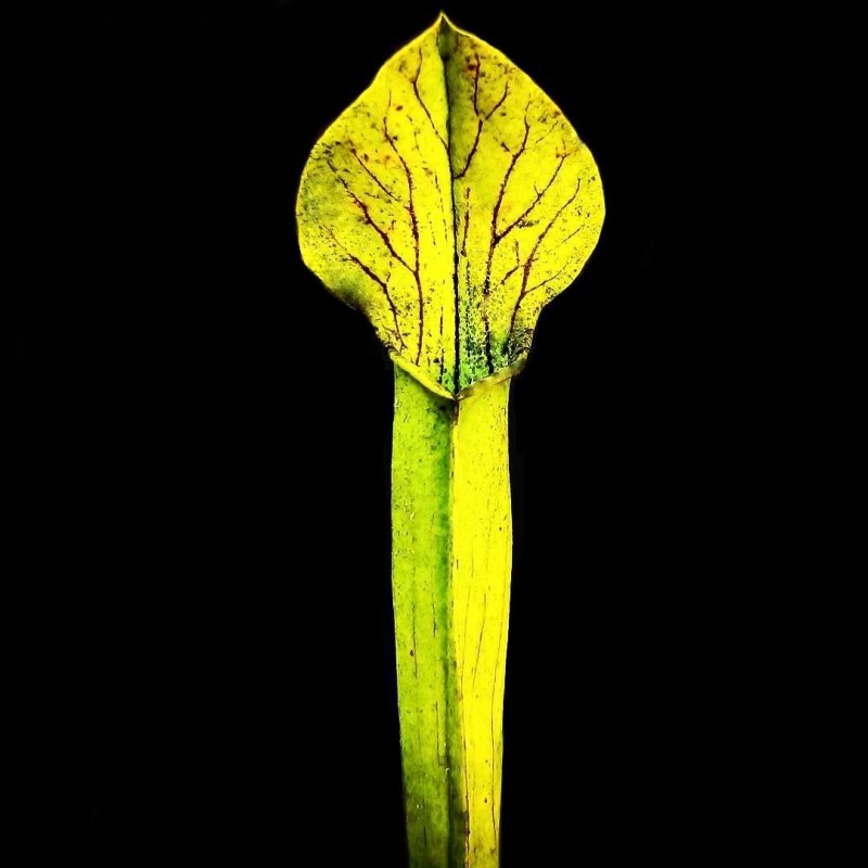 Planta Carnívora Curitiba