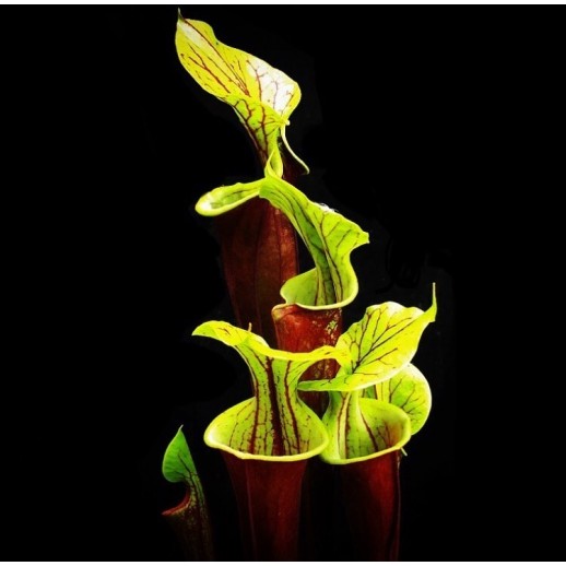Sarracenia Planta Carnívora