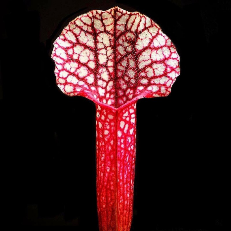 Planta carnívora vermelha