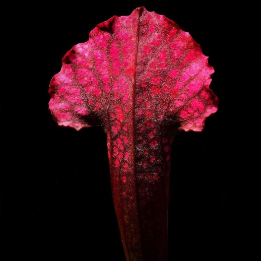 Sarracenia Vermelha