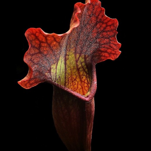 planta carnívora em sp