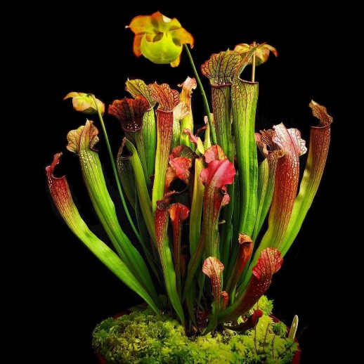 vaso de plantas carnivoras