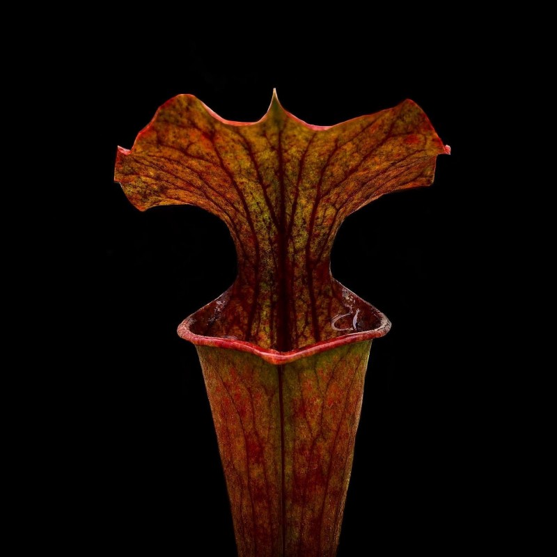 Planta Carnívora Sarracenia Rubra