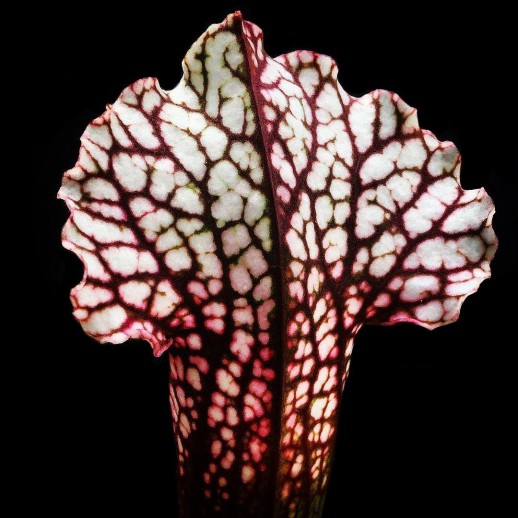 Sarracenia Branca