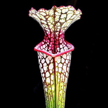 Planta carnivora sarracenia