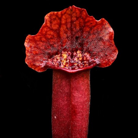 Planta Carnívora Vermelho