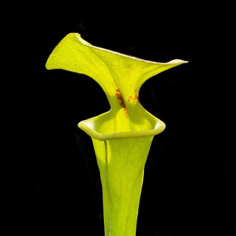 onde comprar planta carnivora