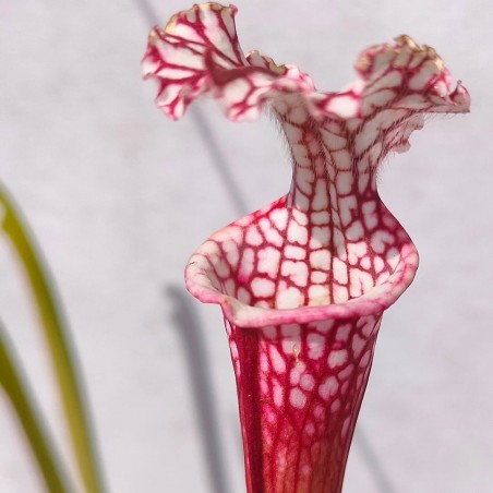 Comprar sarracenia planta carnivora