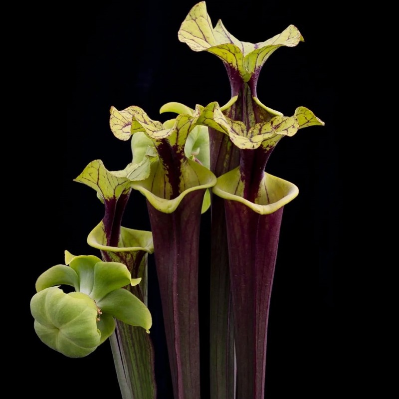 Planta Carnívora Sarracenia Importada