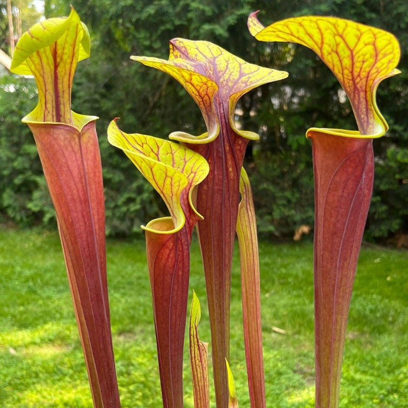 Carnívora Sarracenia Amarela