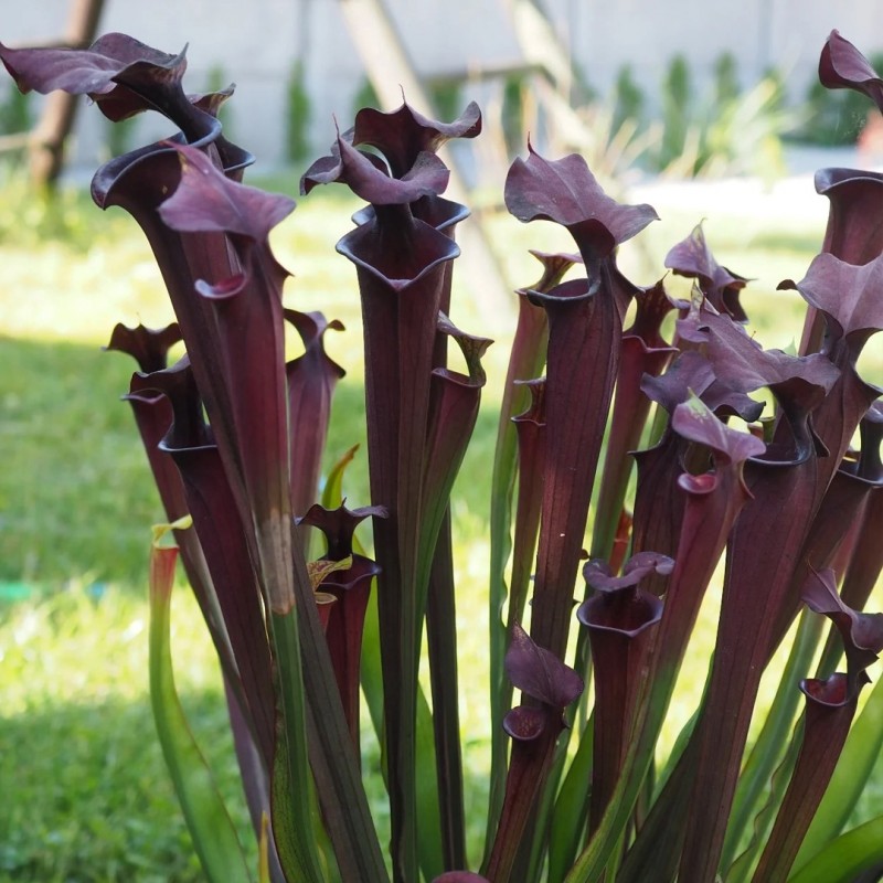 Planta Carnívora roxa