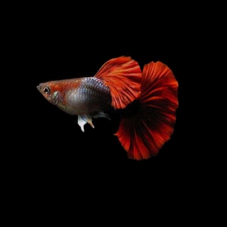 Guppy Hb red Rose