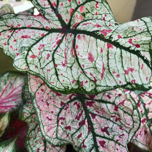 caladium