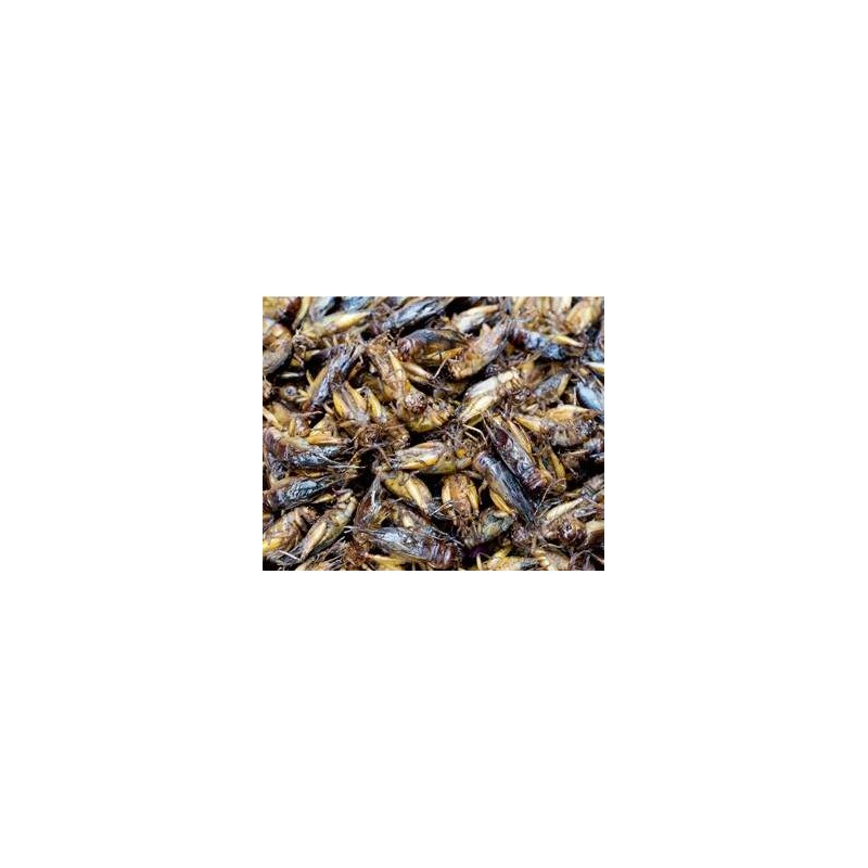 Grilos Pretos