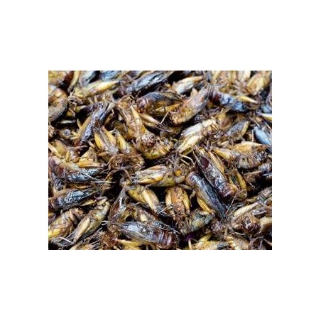 Grilos Pretos