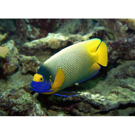BLUE FACE ANGEL - POMACANTHUS XANTHOMETOPON