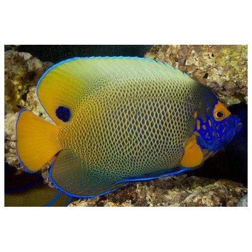BLUE FACE ANGEL - POMACANTHUS XANTHOMETOPON