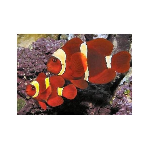 MAROON GOLD CLOWN - PREMNAS BIACULEATUS