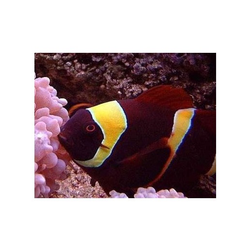 MAROON GOLD CLOWN - PREMNAS BIACULEATUS
