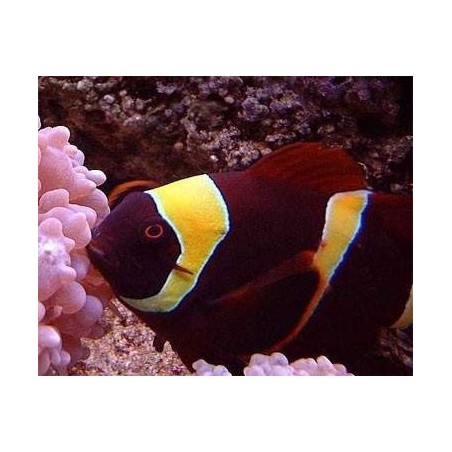 MAROON GOLD CLOWN - PREMNAS BIACULEATUS