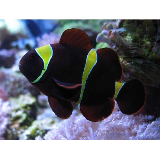 MAROON GOLD CLOWN - PREMNAS BIACULEATUS