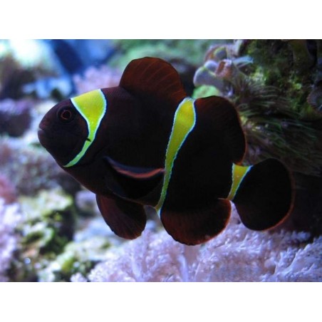 MAROON GOLD CLOWN - PREMNAS BIACULEATUS