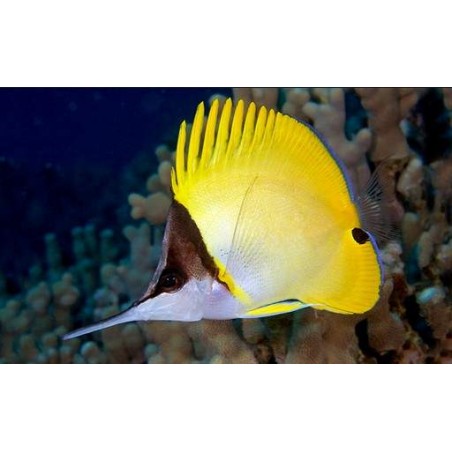 LONGNOSE BUTTERFLY - FORCIPIGER FLAVISSIMUS