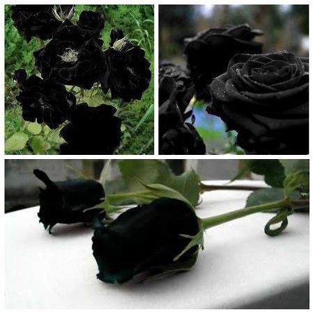 Rosa Negra Black  - Sementes Raras - Exóticas