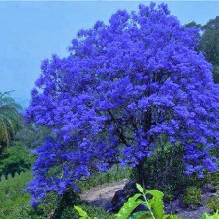 Árvore Jacarandá Azul  - Sementes Raras - Exóticas