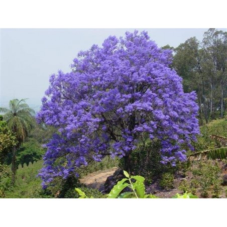 Árvore Jacarandá Azul  - Sementes Raras - Exóticas