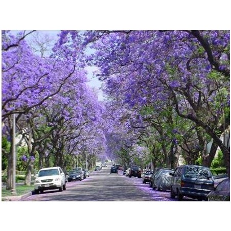 Árvore Jacarandá Azul  - Sementes Raras - Exóticas