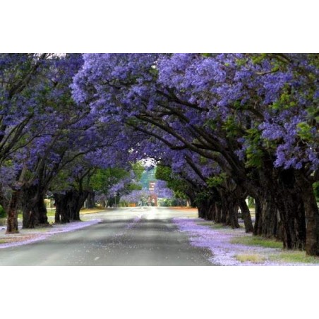 Árvore Jacarandá Azul  - Sementes Raras - Exóticas
