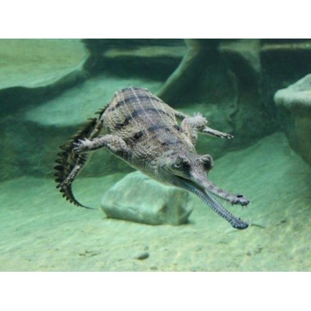 Gavial - Crocodilo no Ovo - Réplica Répteis