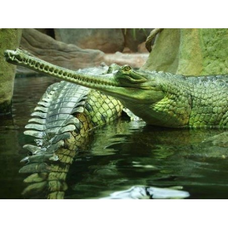 Gavial - Crocodilo no Ovo - Réplica Répteis