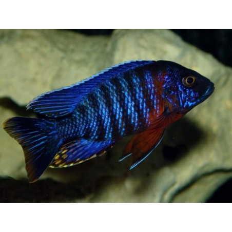 AULONOCARA STUARTGRANTI RED SIDED PEACOCK