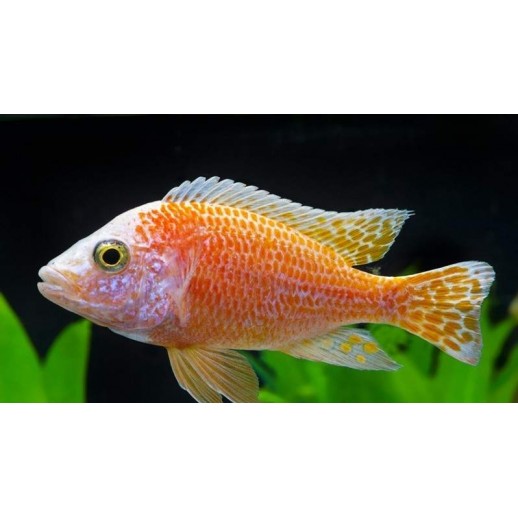 AULONOCARA NYASSAE PINK 5 A 6 CM