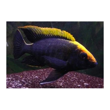 Comprar peixes online