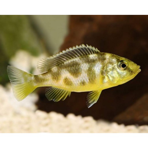 AULONOCARA STUARTGRANTI BLUE NEON 3 cm