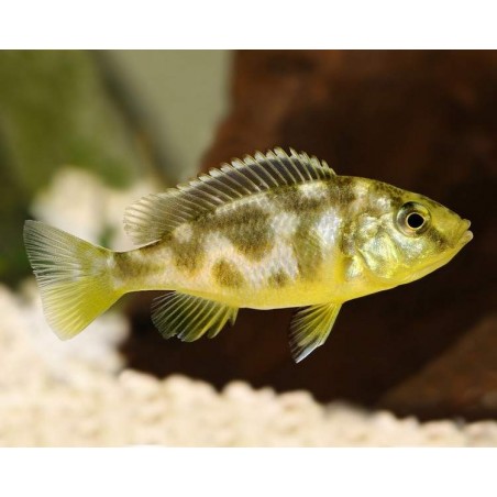 AULONOCARA STUARTGRANTI BLUE NEON 3 cm