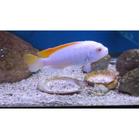 LABEOTROPHEUS TREWAVASAE RED TOP ALBINO 2 A 3 cm
