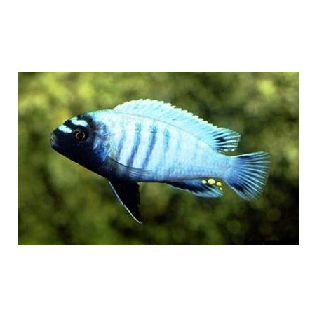 BUCCOCHROMIS LEPTURUS 5 cm