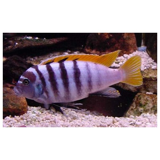 Peixe Ciclídeo Africano