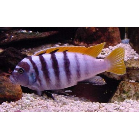 Peixe Ciclídeo Africano