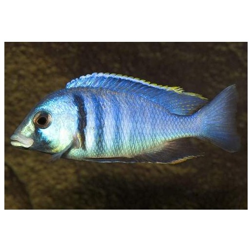 BUCCOCHROMIS LEPTURUS 5 cm